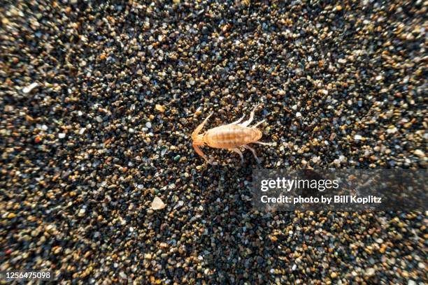 sand flea on the beach - sand fleas photos et images de collection