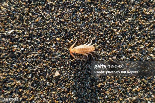 sand flea on the beach - flea stock pictures, royalty-free photos & images