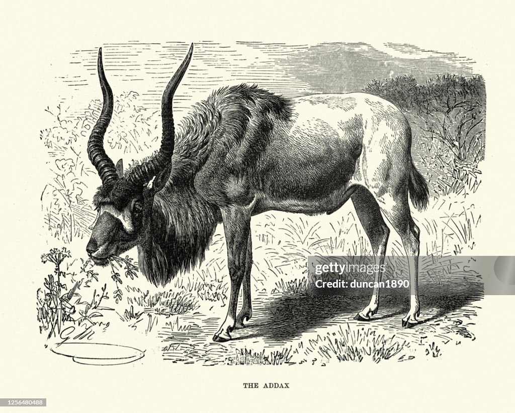 Addax (Addax nasomaculatus), white antelope and the screwhorn antelope