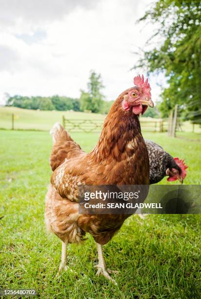 free range chickens - chickens in field stock pictures, royalty-free photos & images