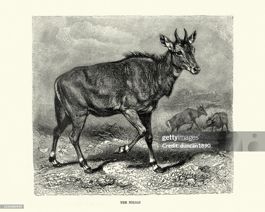 Nilgai or blue bull (Boselaphus tragocamelus), the largest Asian antelope