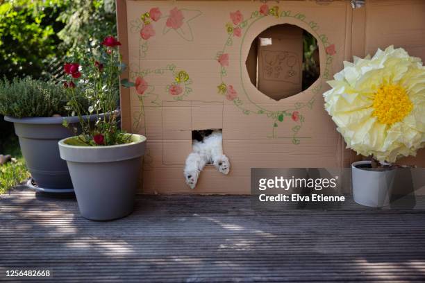 back legs of a puppy wriggling through a small cutout hole in a homemade hideout made from recycled cardboard boxes - lustige füße stock-fotos und bilder