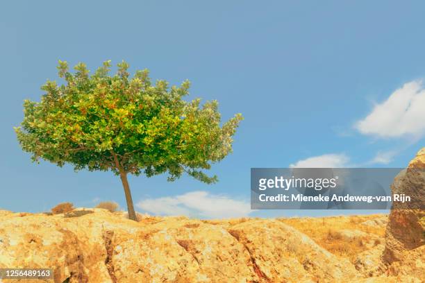 carob tree on top of mount arbel, lower galilee region, israel, middle east - landscape tree and flowers stockfoto's en -beelden