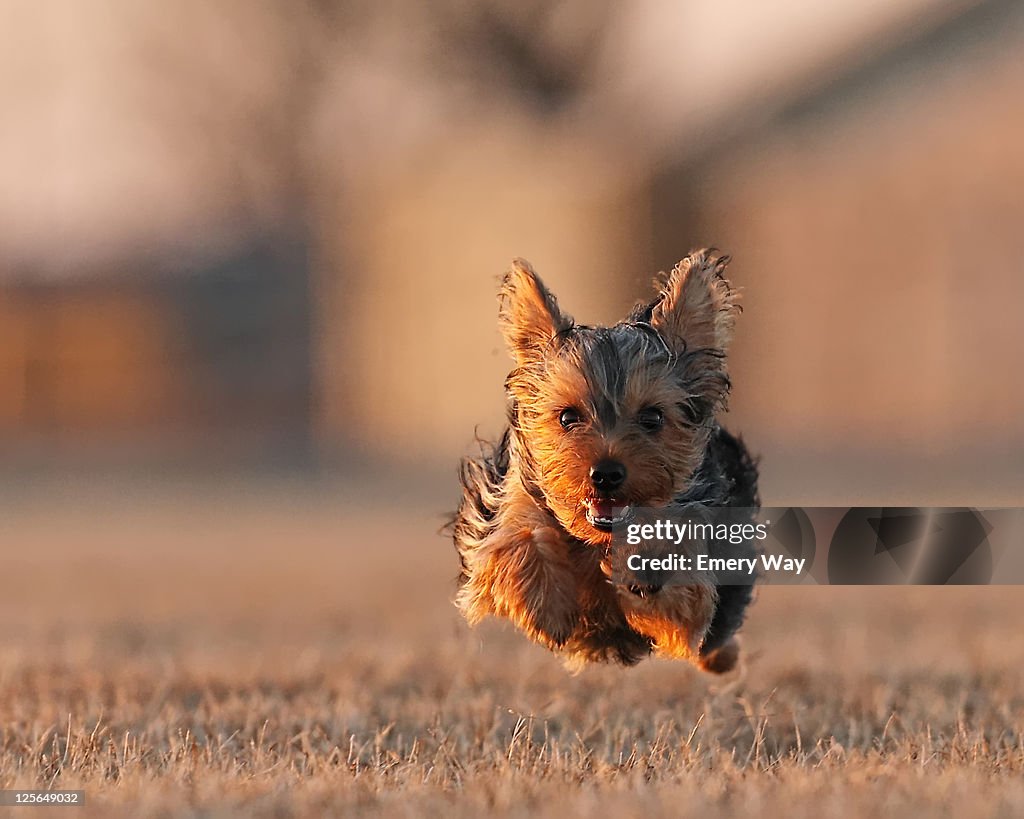 Terrier dog running