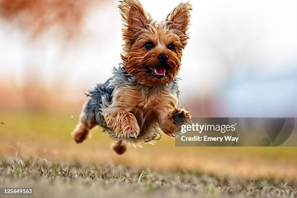 ginger dog is happy to be outside - dog jumping bildbanksfoton och bilder