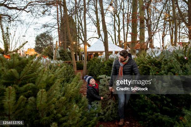 ayudar a papá con el árbol de navidad - christmas tree farm fotografías e imágenes de stock