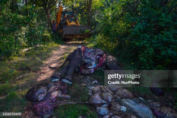 Ets a lot of destruction and death. A JCB dozer is burying the dead body of an elephant in Habarana, Sri Lanka, on May 20, 2023. The Sri Lankan wild...