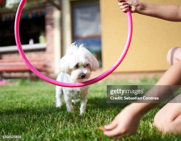 young maltese dog trainer at an circle,at home, because of quarantine crissi. - training fotografías e imágenes de stock