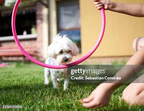 Young maltese dog trainer at an circle,at home, because of quarantine crissi. Young maltese dog trainer at an circle,at home, because of quarantine crissi.