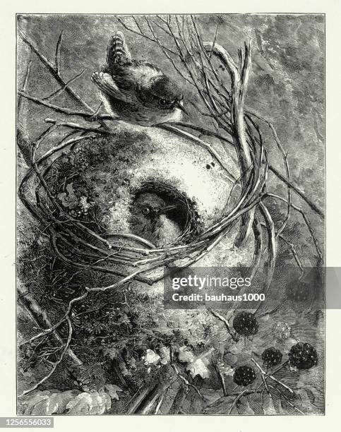 vintage, birds nesting in a tree, american victorian engraving, 1882 - 1880 1882 stock illustrations
