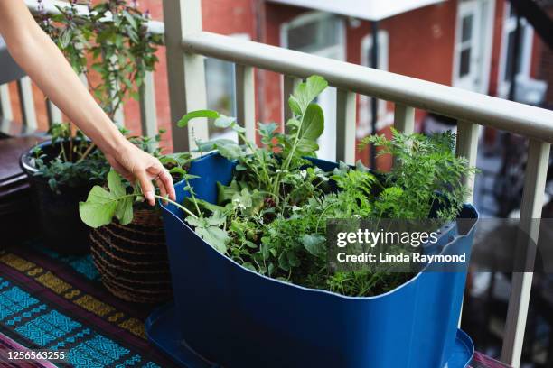 urban garden - balcony vegetables stock pictures, royalty-free photos & images