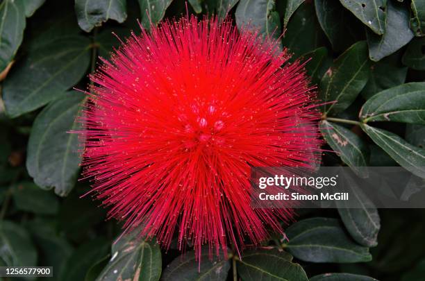 red powder puff tree flower (calliandra haematocephala) - guadalajara mexiko stock-fotos und bilder