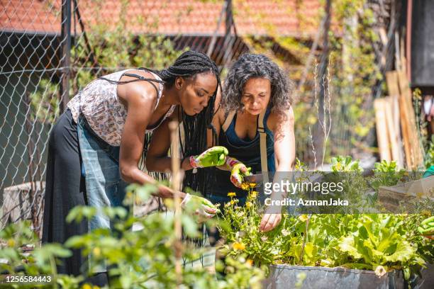 afrikaanse en spaanse vrouwen die in zonnige daktuin werken - autarkie stockfoto's en -beelden