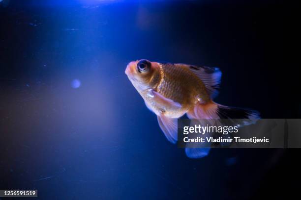fish in an aquarium - dubai aquarium stock pictures, royalty-free photos & images