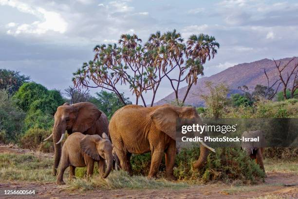 juvenile african bush elephant - african elephant bildbanksfoton och bilder