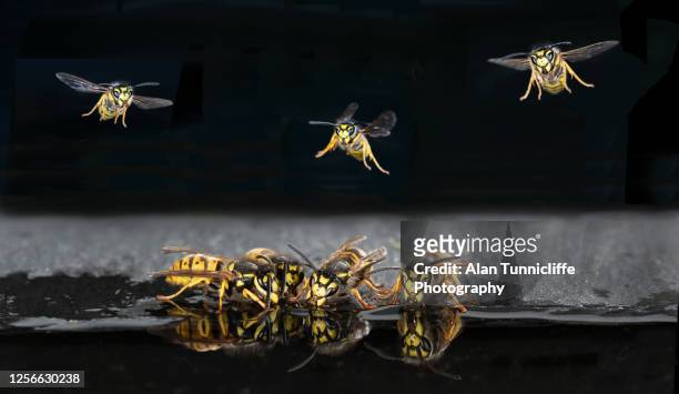 wasps in flight and drinking - wasps stock pictures, royalty-free photos & images