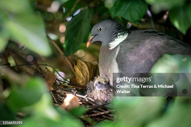 wild pigeon with chick in a nest - looks like donald t. - pigeon stock-fotos und bilder