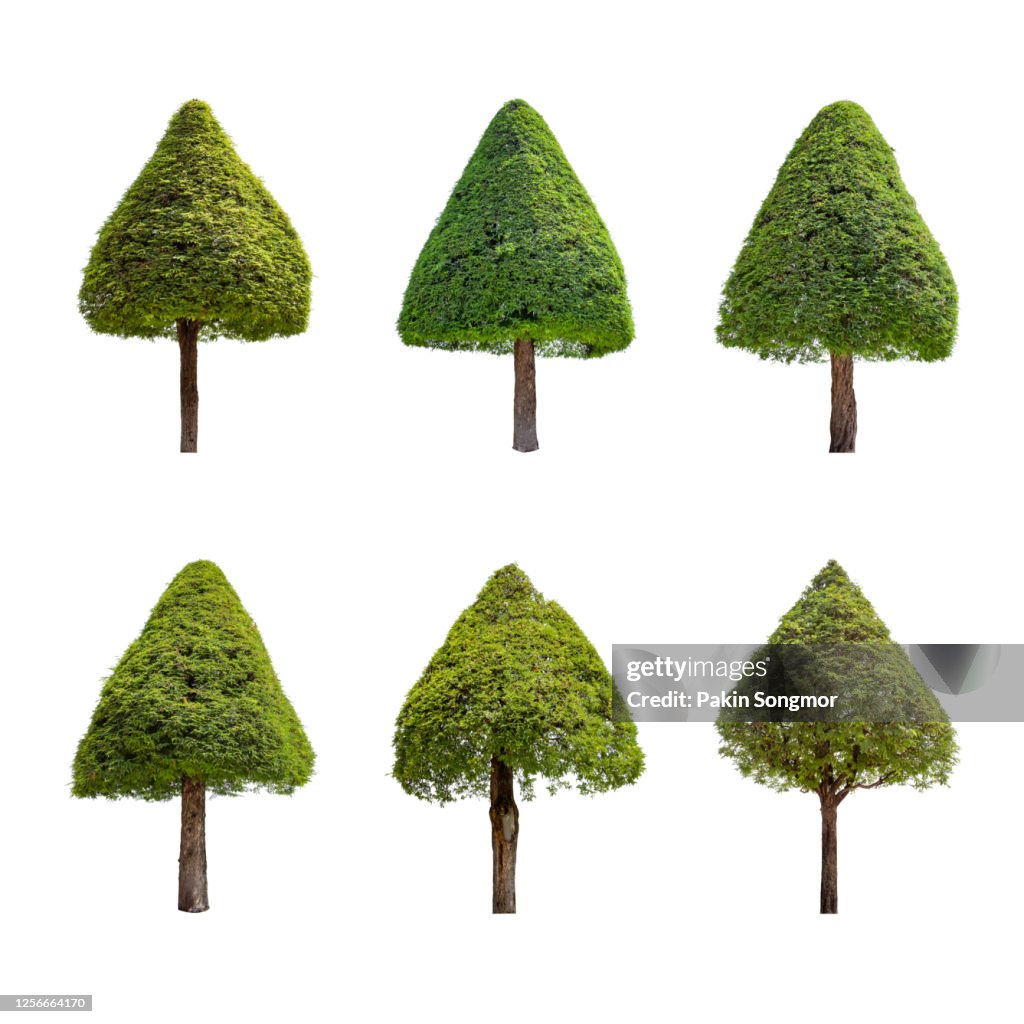 Collections bonsai tree against isolated on white background. Tamarind tree bending