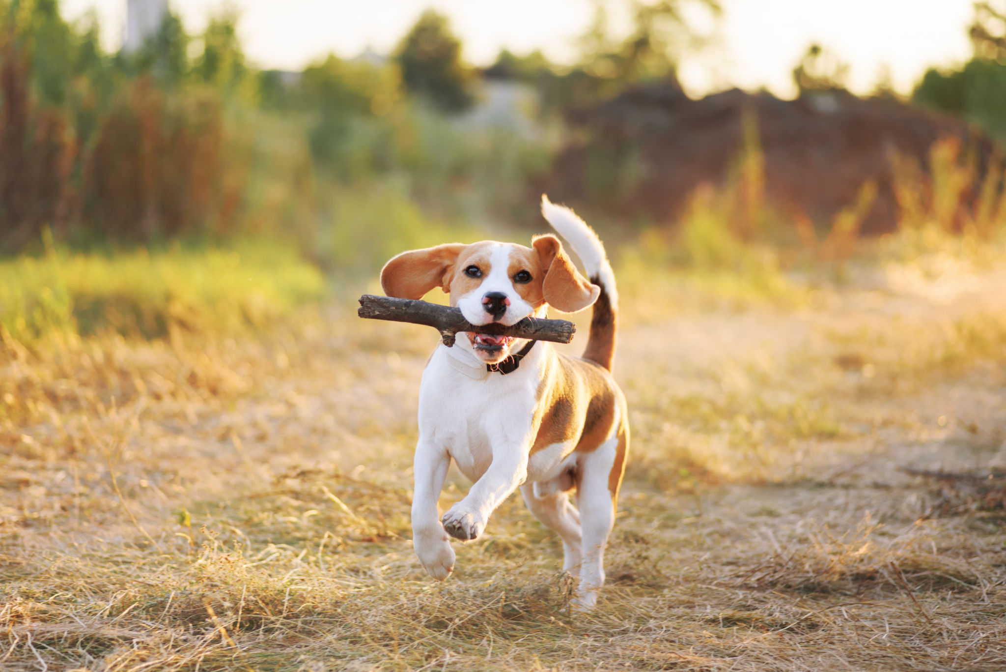 beagle playing