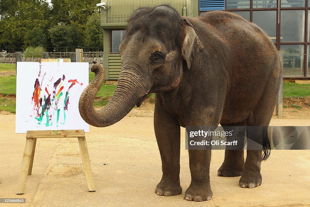 Zoo Unveils Its Painting Elelphant