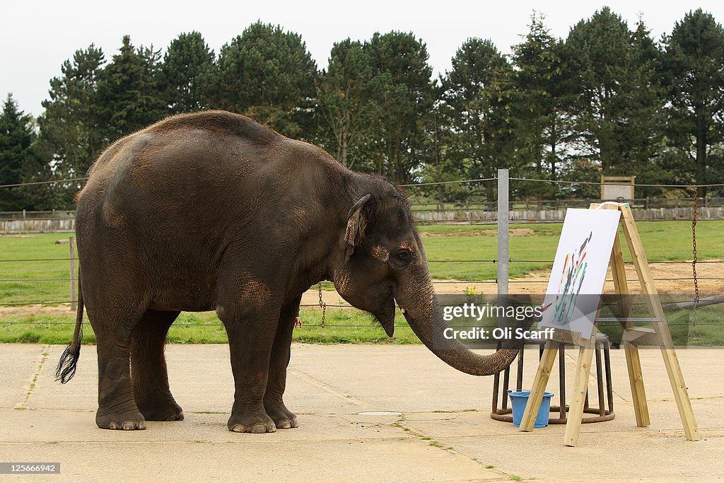 Zoo Unveils Its Painting Elelphant