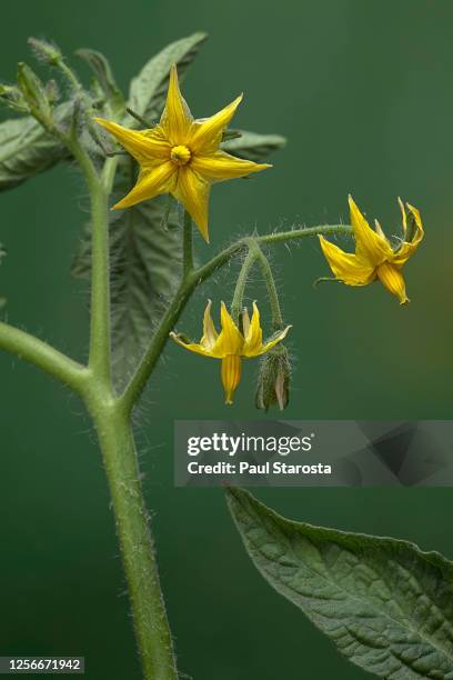 3 543点のトマトの花のストックフォト Getty Images 3 543点のトマトの花のストックフォト Getty Images
