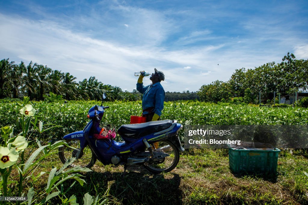 Paddy Farmers in Rural Malaysia as Heatwave, El Nino Will Weigh on the Economy