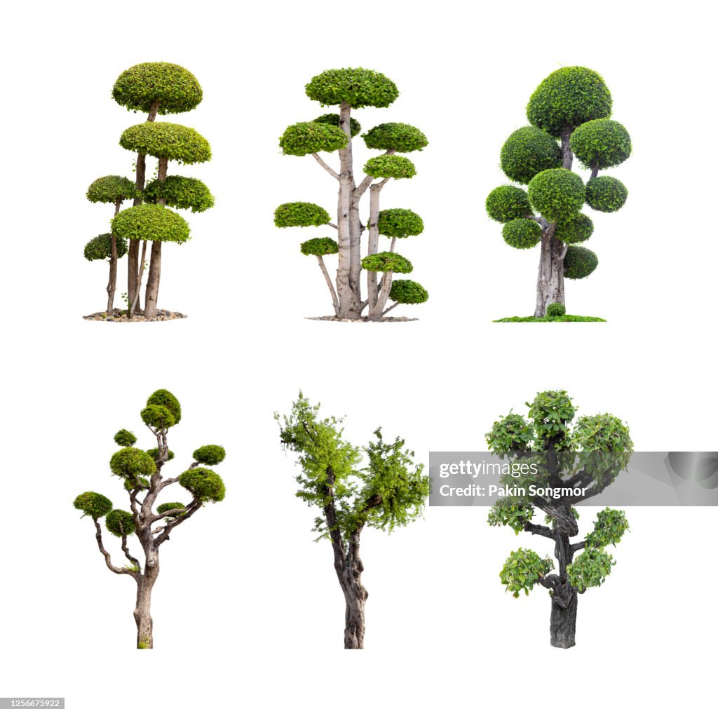 Collections bonsai tree against isolated on white background.