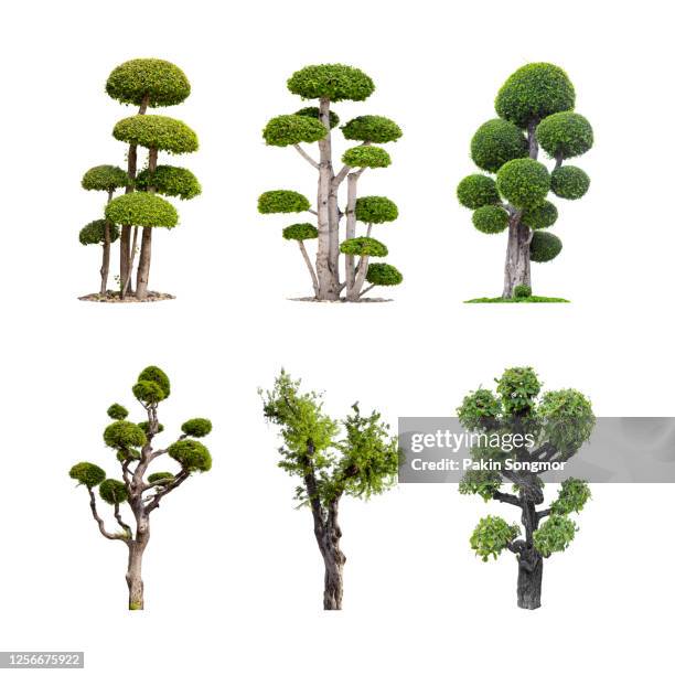 collections bonsai tree against isolated on white background. - miniture tree stock pictures, royalty-free photos & images