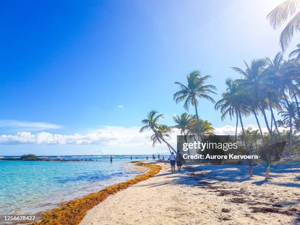 la caravelle beach, guadeloupe. - guadeloupe beach stockfoto's en -beelden