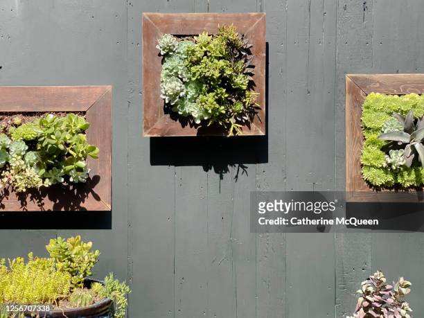 outdoor vertical garden living wall art of succulent plants - houseleek stock pictures, royalty-free photos & images