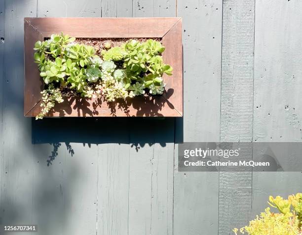 outdoor vertical garden living wall art of succulent plants - garden wall stock pictures, royalty-free photos & images