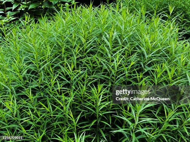 grand oversized herbaceous bush of french tarragon - dragon stockfoto's en -beelden