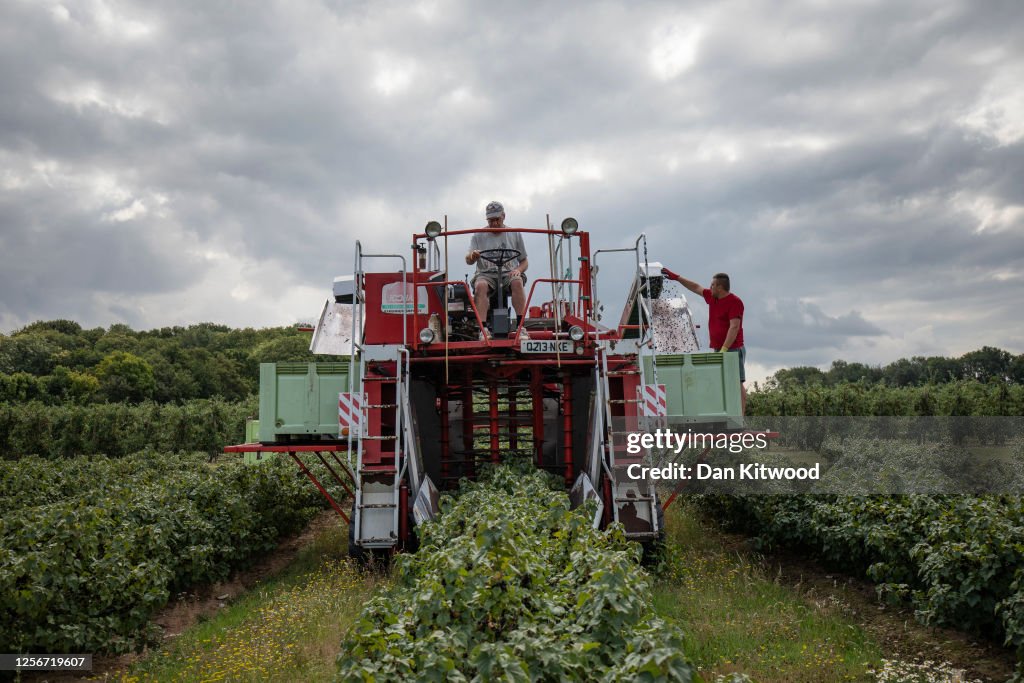 First Blackcurrants Are Harvested For Ribena