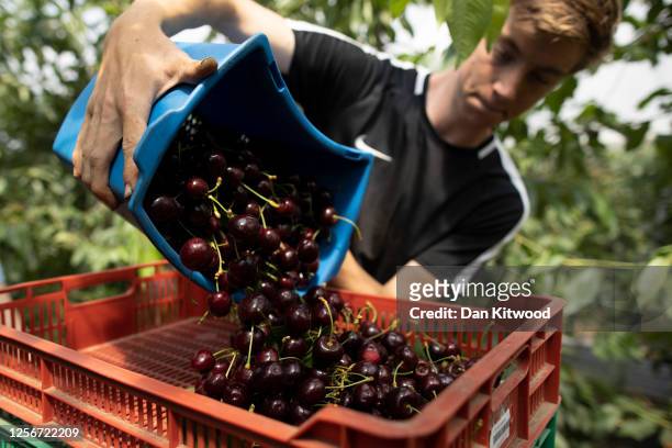 Seasonal worker Callum Pearman, a student from Durham University studying Geo Physics empties Cherries into a tray during the annual harvest at New...