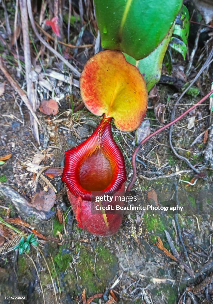 Kinabalu Pitcher Plant or Nepenthes Kinabaluensis found at Mount Kinabalu summit trail
