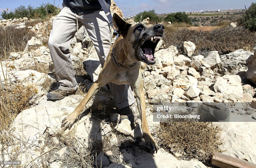 Israeli Settler Trains Attack Dogs To Repel Possible Attacks