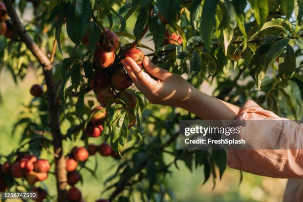 hand einer anonymen frau picking bio pfirsiche, eine nahaufnahme - peach color stock-fotos und bilder