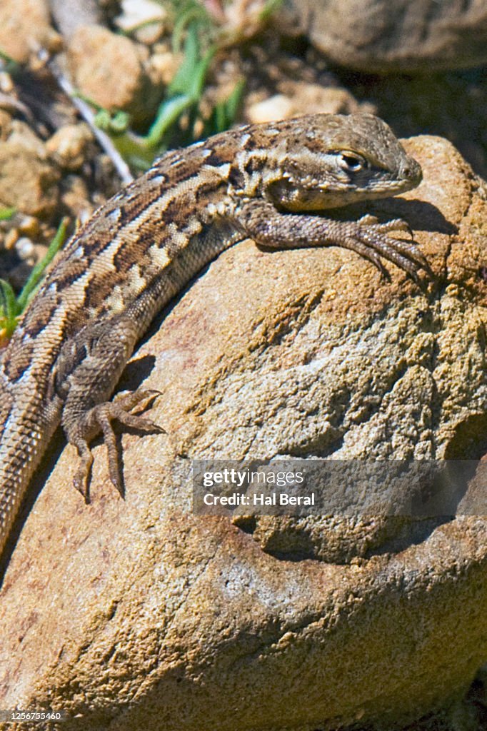 Southern Sagebrush Lizard close-up