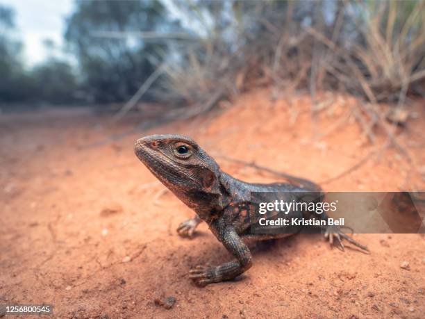 wild painted dragon (ctenophorus pictus) in mallee habitat, australia - lizard stock pictures, royalty-free photos & images