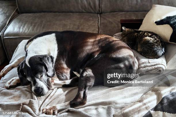 a great dane sleeping with cat - great dane home stock pictures, royalty-free photos & images