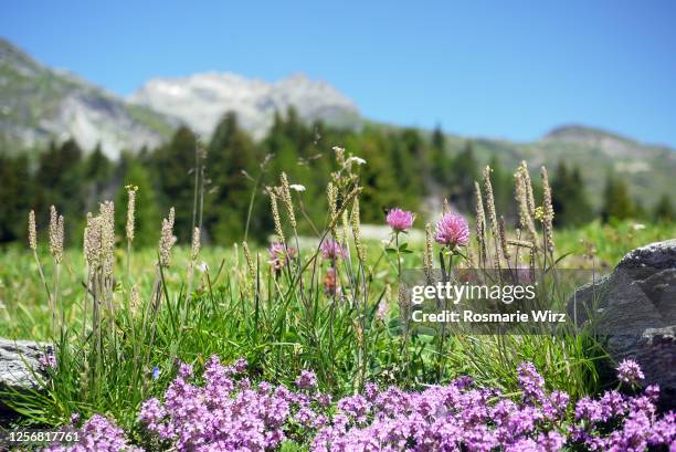 panorama view of flowering meadow near maloja - field no people stock-fotos und bilder