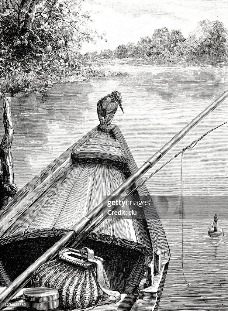 The discontented kingfisher sitting on fishermans boat, food envy