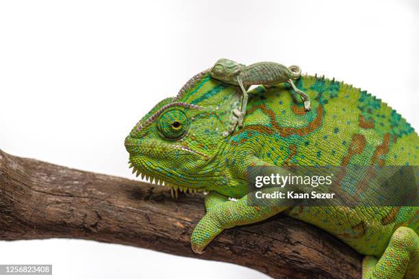 veiled chameleon and baby chameleon close up portrait on white background - chameleon white background stock pictures, royalty-free photos & images