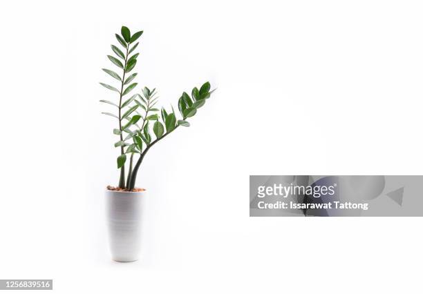 zamioculcas plant in a pot isolated on white background. - plante verte photos et images de collection