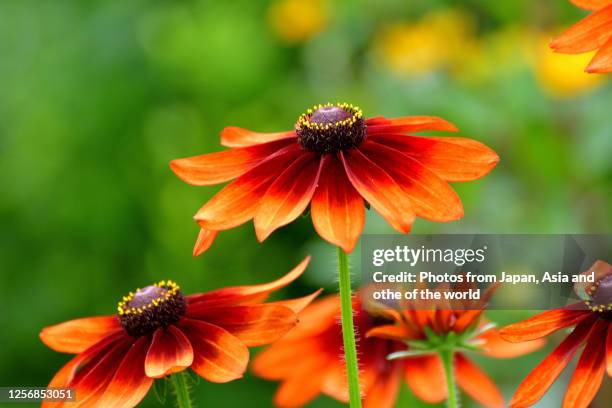 rudbeckia flower /  black-eyed susan - autumn flowers stock pictures, royalty-free photos & images