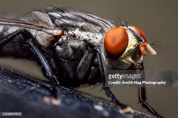 macro close-up of a flesh fly - housefly 個照片及圖片檔