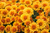 Beautiful chrysanthemums