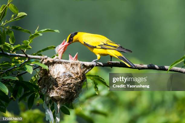mother oriole feeding the baby oriole on the tree - oriole stock pictures, royalty-free photos & images
