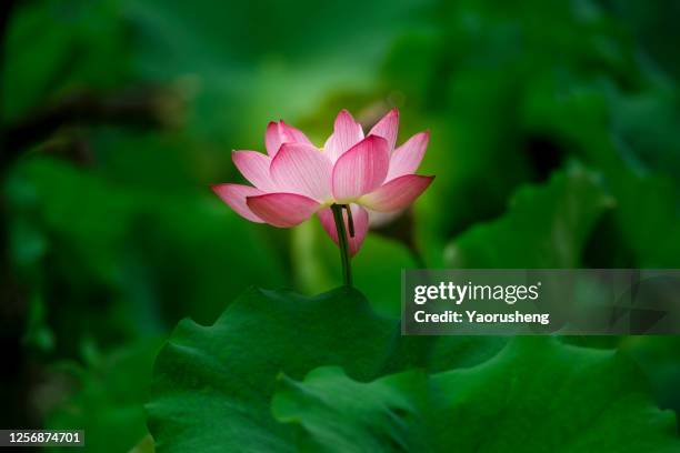 bamboo flower - lotus water lily stock pictures, royalty-free photos & images